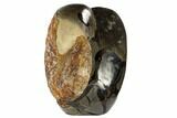 Ammonite In Septarian Nodule - Madagascar #113739-1